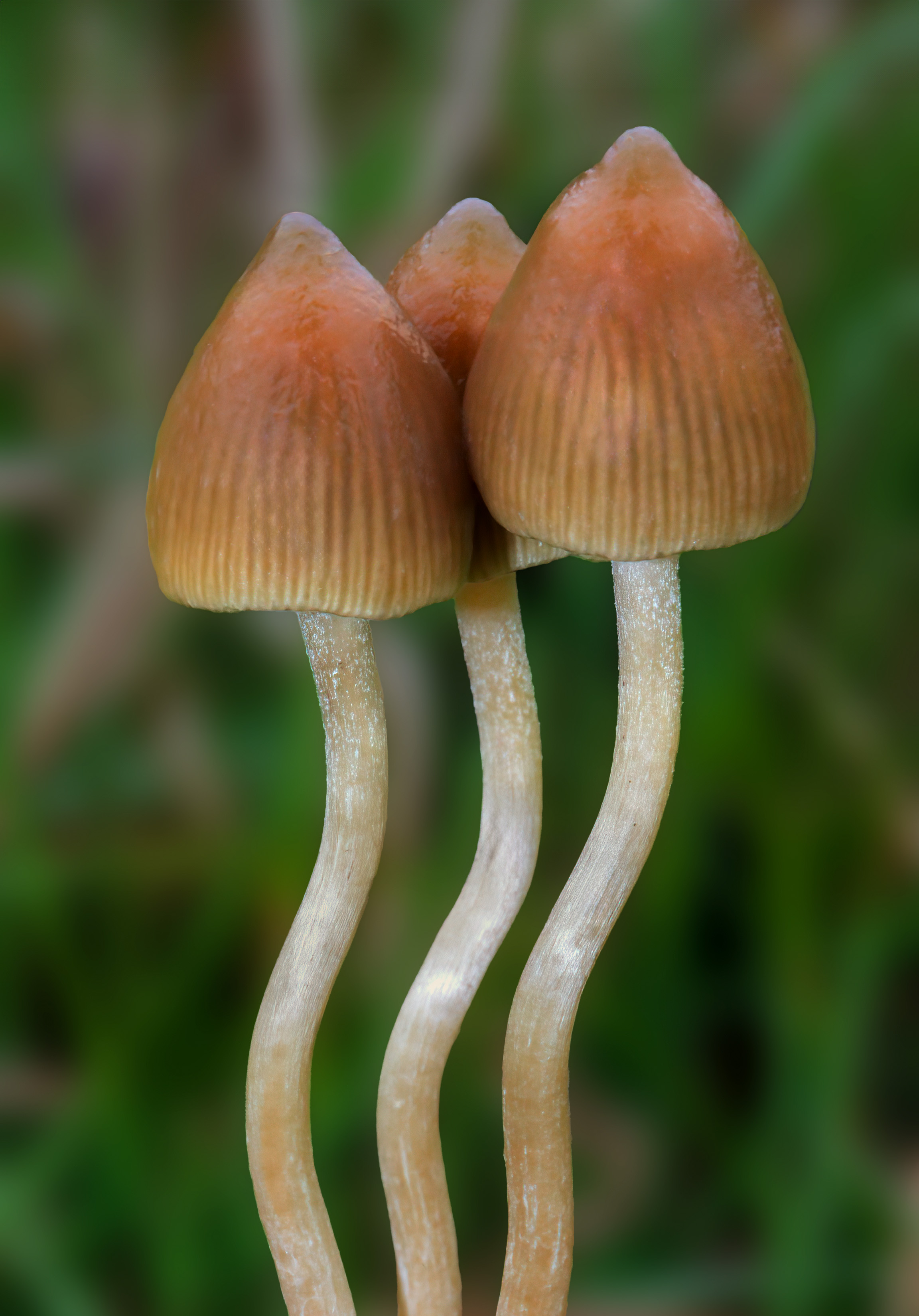 3 mushrooms that contain psilocybin. Photo credit Alan via Wikipedia.