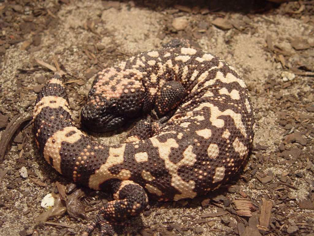 Gila Monster lizard